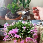 The Florist Told Me This Trick: Water It Under All the Flowers in the House – They Bloom Like Crazy!