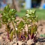 Leave Your Radishes in the Ground: How to Grow Radish Pods and Why They’re Delicious