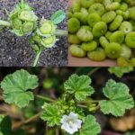 From Garden to Gourmet: The Wonders of Purslane and How to Make It a Meaty Delight