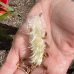 Understanding the Japanese Beetle Life Cycle